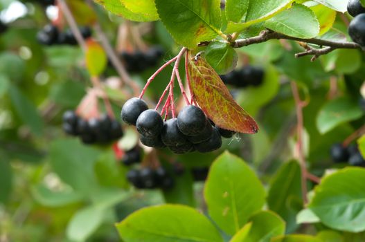 Branch black chokeberry close up.