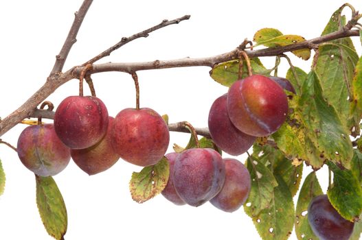 Plum berries on a branch it is isolated on a white background.