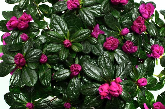 Group of azalea flowers blooming