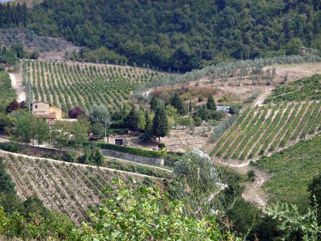 Vineyards and olive fields in Chianti, Tuscany