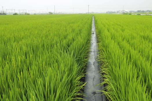 straight way in fresh wet rice field in Japan; focus on foreground
