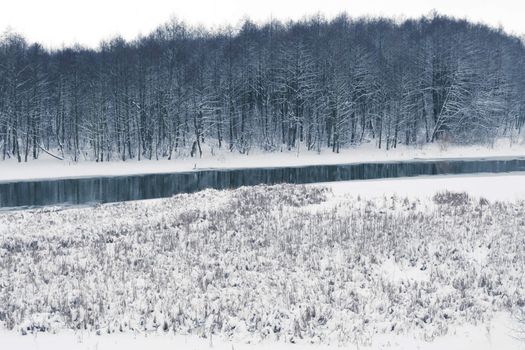 winter marsh with small river and dark forest on backward