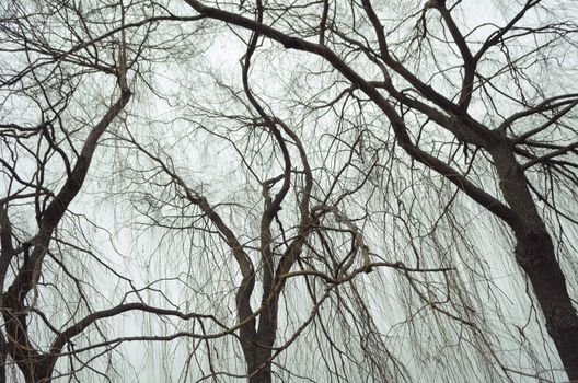 dramatic bare willow trees over gray autumn sky