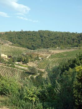 Vineyards and olive fields in Chianti, Tuscany