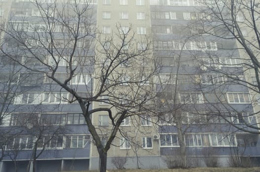 bare foggy tree with residential building on background