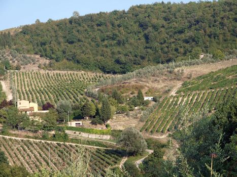 Vineyards and olive fields in Chianti, Tuscany