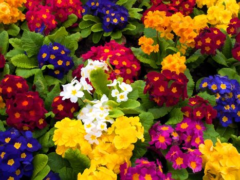 Bunch of multi colored beautiful fresh flowers arranged together digital art manipulation