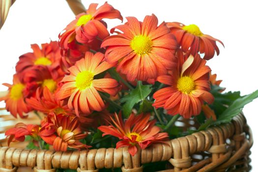 Bunch of red chrysanthemums in a basket over white background