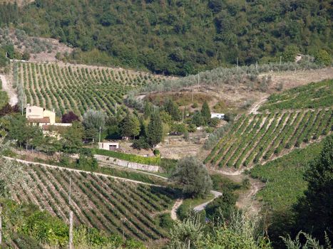 Vineyards and olive fields in Chianti, Tuscany