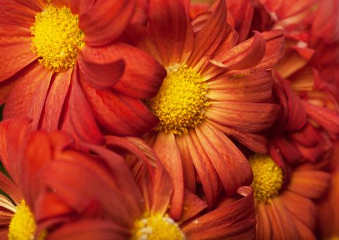 Closeup view of heap of bright red flowers
