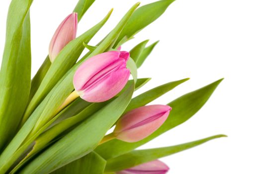 Fresh bouquet of tulips isolated over white background