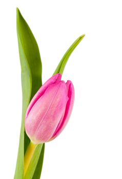 Fresh tulip isolated over white background