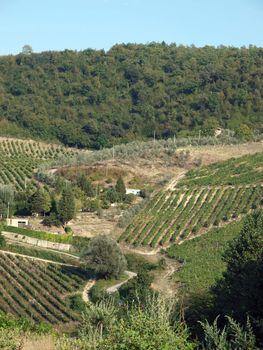 Vineyards and olive fields in Chianti, Tuscany