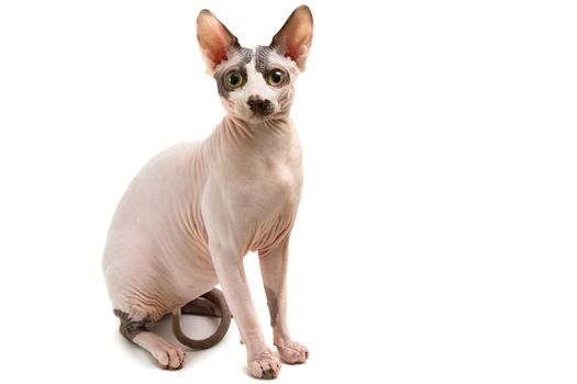 Young cat sphynx isolated on a white background