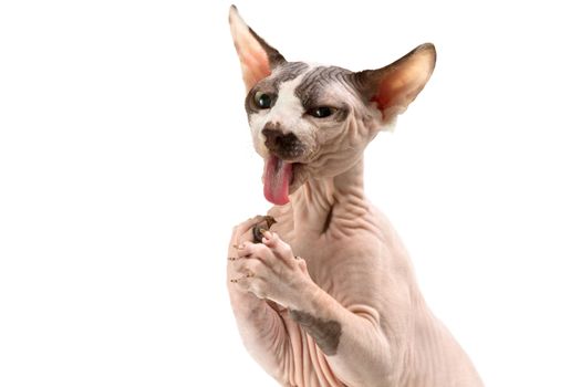 Young cat sphynx isolated on a white background