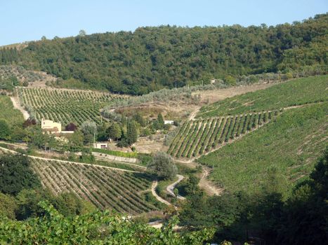 Vineyards and olive fields in Chianti, Tuscany