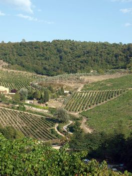 Vineyards and olive fields in Chianti, Tuscany