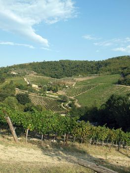 Vineyards and olive fields in Chianti, Tuscany