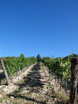 Vineyard in Chianti region. Tuscany