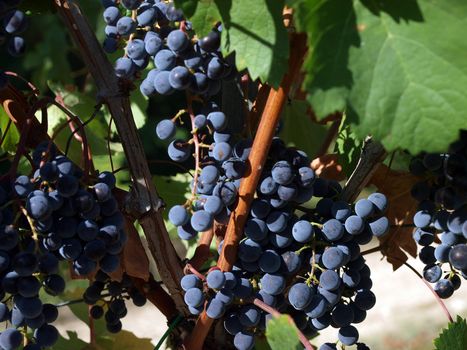 Bunch of ripe red  grapes