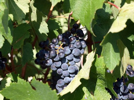 Bunch of ripe red  grapes