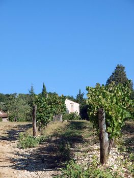 Vineyards and olive fields in Chianti, Tuscany