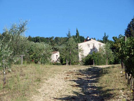Villa in Tuscany amongst vineyards and an olive groves