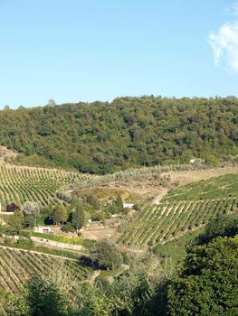 Vineyards and olive fields in Chianti, Tuscany