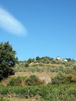 Vineyards and olive fields in Chianti, Tuscany