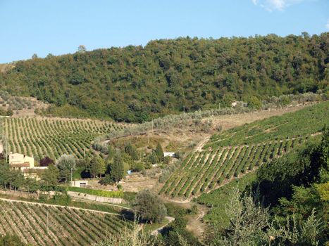 Vineyards and olive fields in Chianti, Tuscany