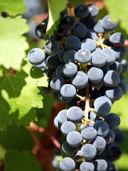 Bunch of ripe red  grapes