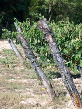 Vineyard in Chianti region. Tuscany