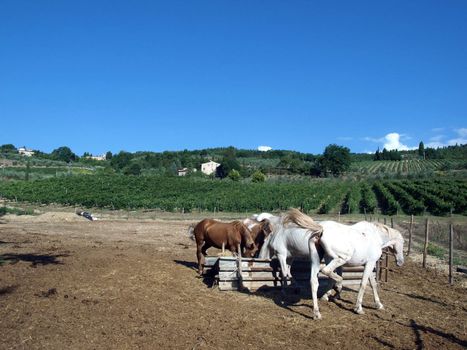 herd of horses among the vineyards