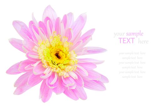 Pink chrysanthemum flower, isolated on white background