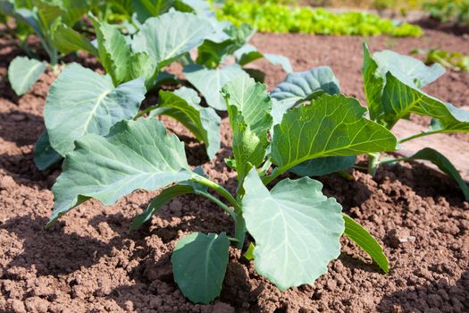 reen leaves of cabbage on the garden
