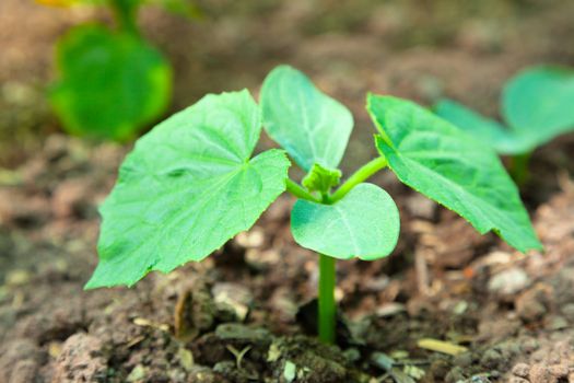Green seedling in a soil