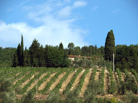Vineyard in Chianti region. Tuscany