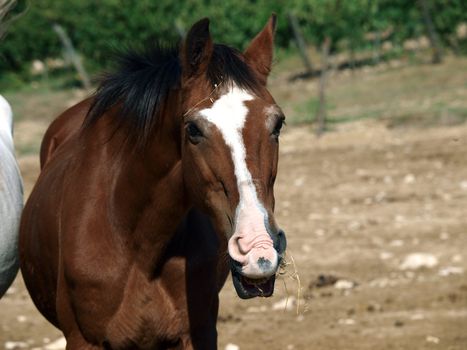 horse - a wonderful pet and friend