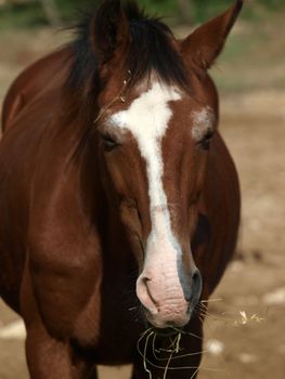 horse - a wonderful pet and friend