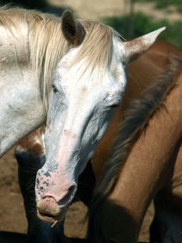 horse - a wonderful pet and friend