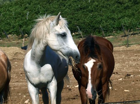 horse - a wonderful pet and friend
