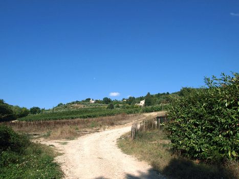 Vineyards and olive fields in Chianti, Tuscany