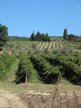 Vineyard in Chianti region. Tuscany