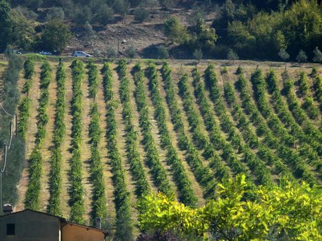 Vineyard in Chianti region. Tuscany