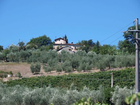 Villa in Tuscany amongst vineyards and an olive groves