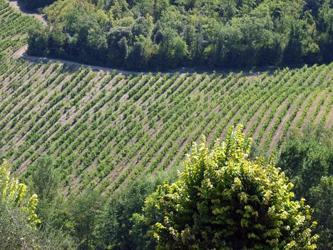 Vineyard in Chianti region. Tuscany