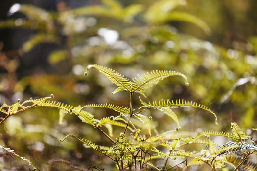 fresh green fern leafs in the forest