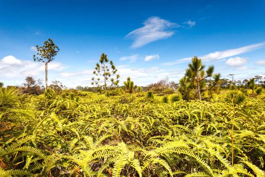 Pine tree forest and ferns in blue sky at Phukradung National Park, Thailand.