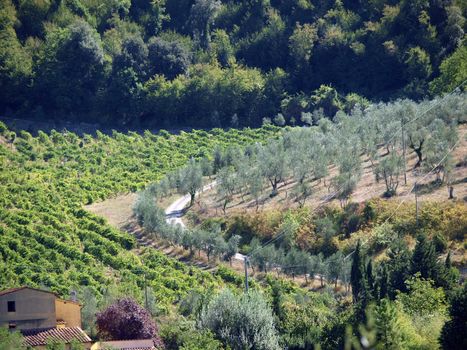 Vineyards and olive fields in Chianti, Tuscany