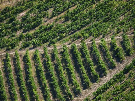 Vineyard in Chianti region